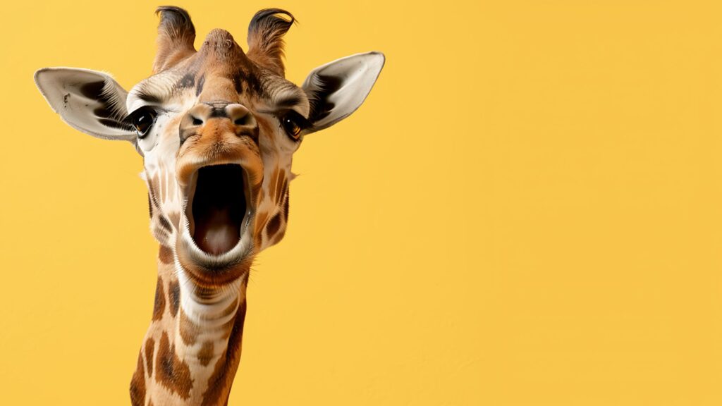 Giraffe with an open mouth in front of a yellow background